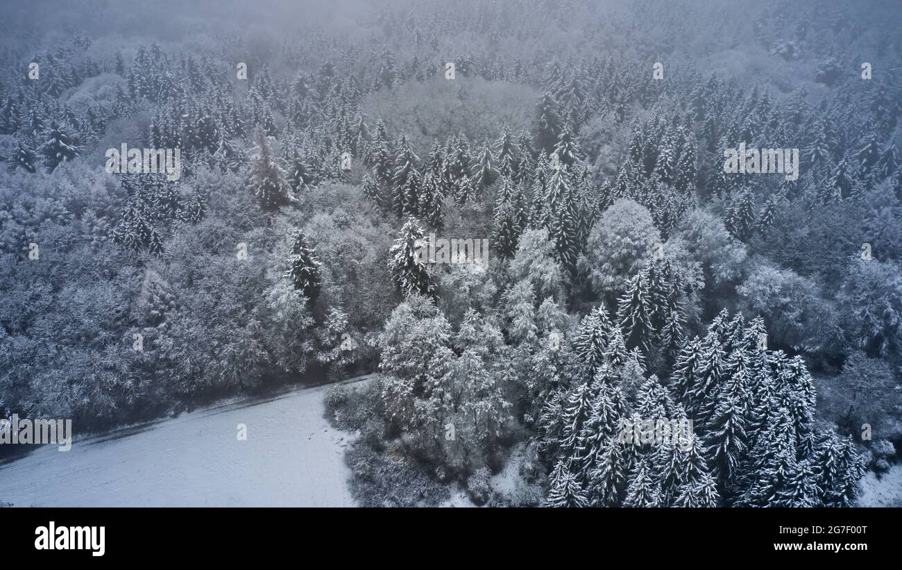 Dense forest covered in the snow on a foggy weather Stock Photo - Alamy