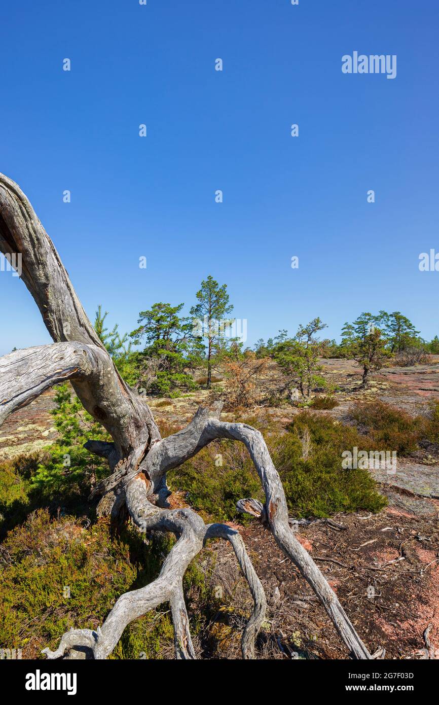 Fallen and dead pine tree on a rugged rock along the Grottstigen cave nature trail at Geta in Åland Islands, Finland, on a sunny day in the summer. Stock Photo