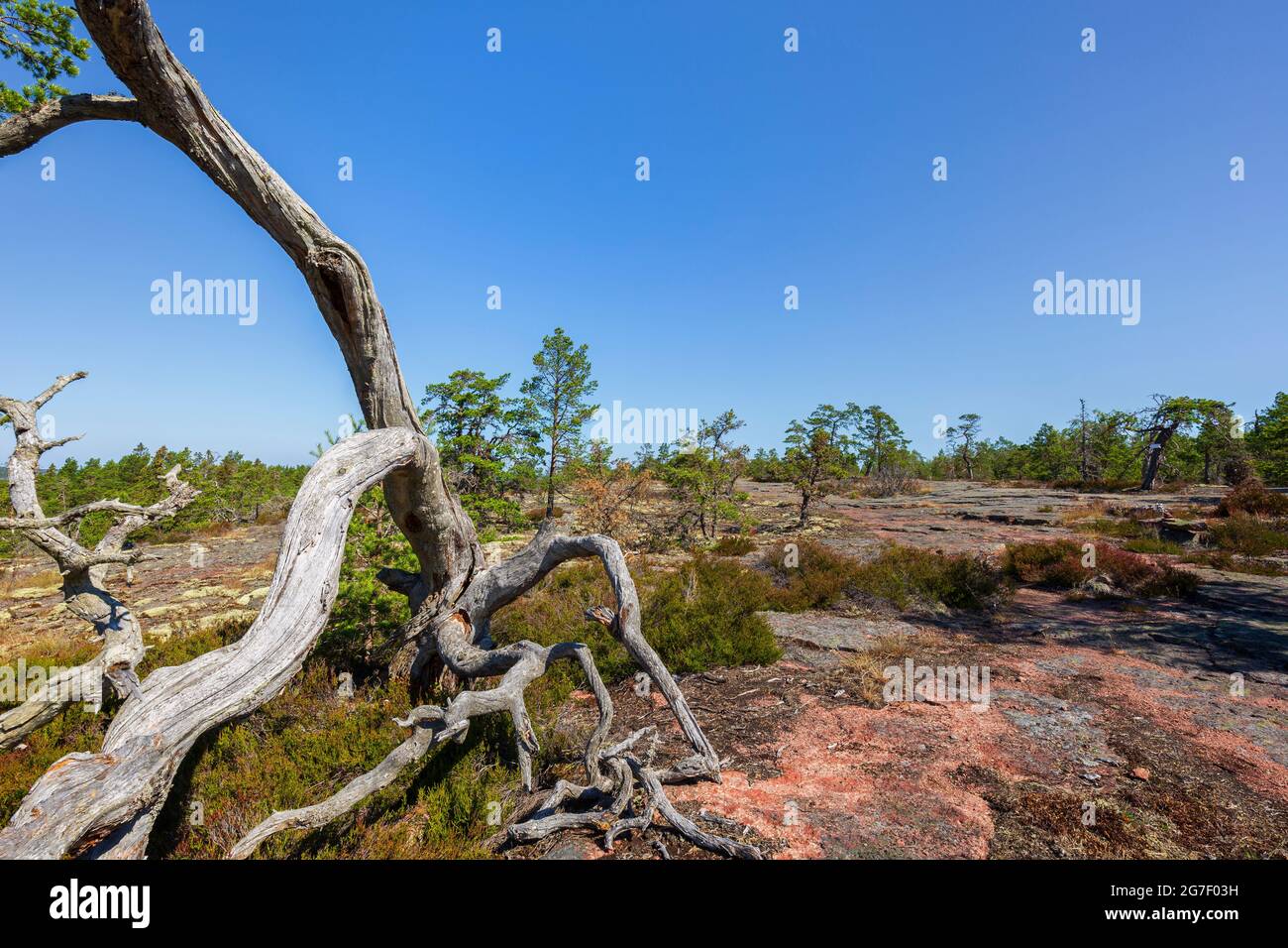 Fallen and dead pine tree on a rugged rock along the Grottstigen cave nature trail at Geta in Åland Islands, Finland, on a sunny day in the summer. Stock Photo