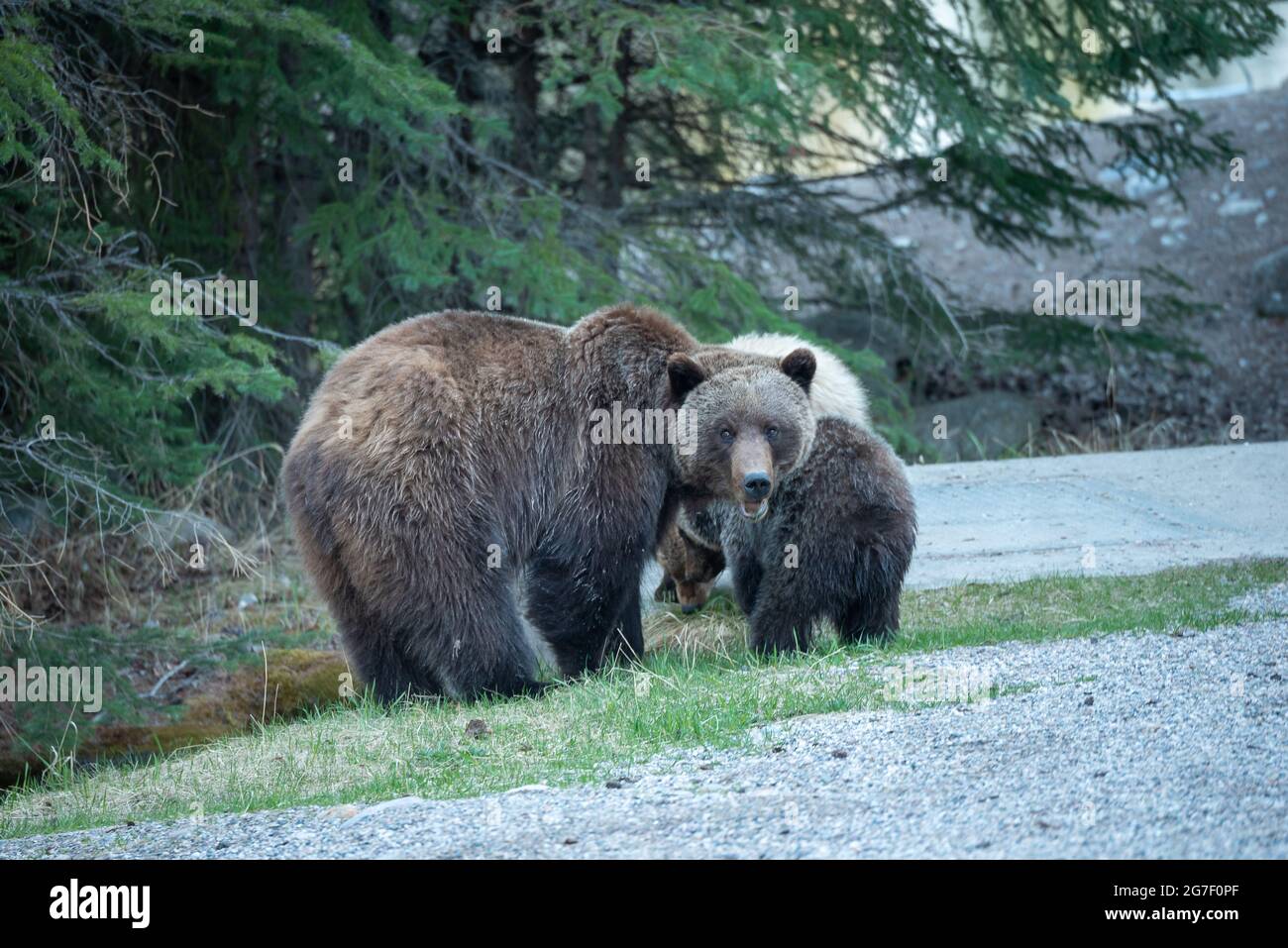 Female grizzly bear protecting cubs and growling in Jasper National