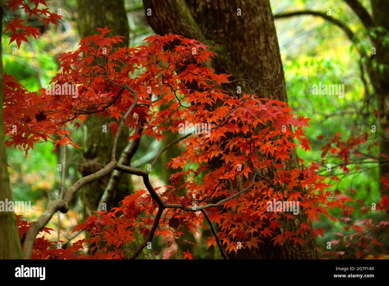 Bright red maple hi-res stock photography and images - Alamy