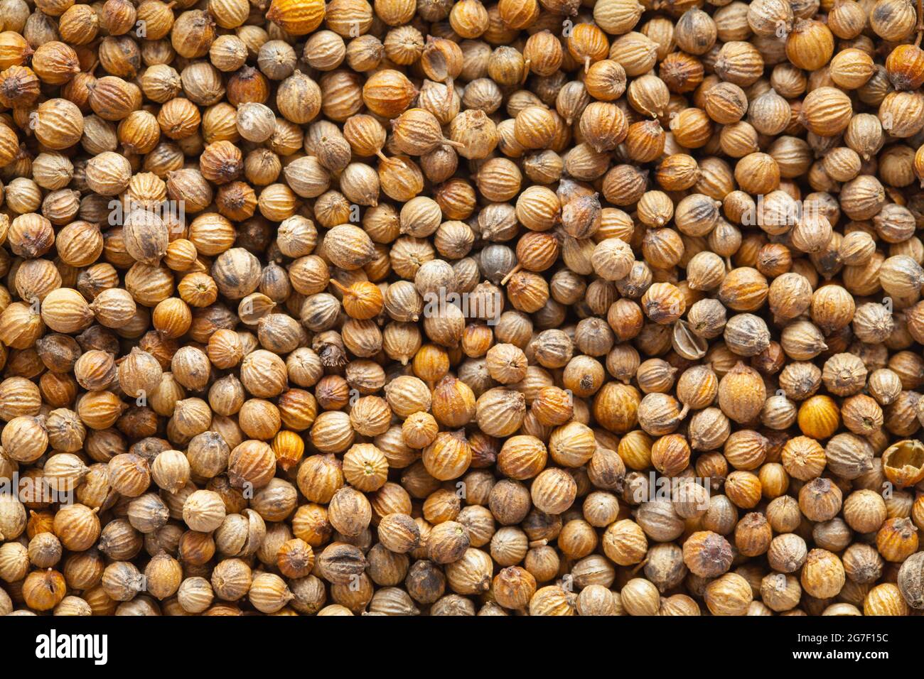 Pile of Coriander Cilantro  Seeds Background Texture. Stock Photo