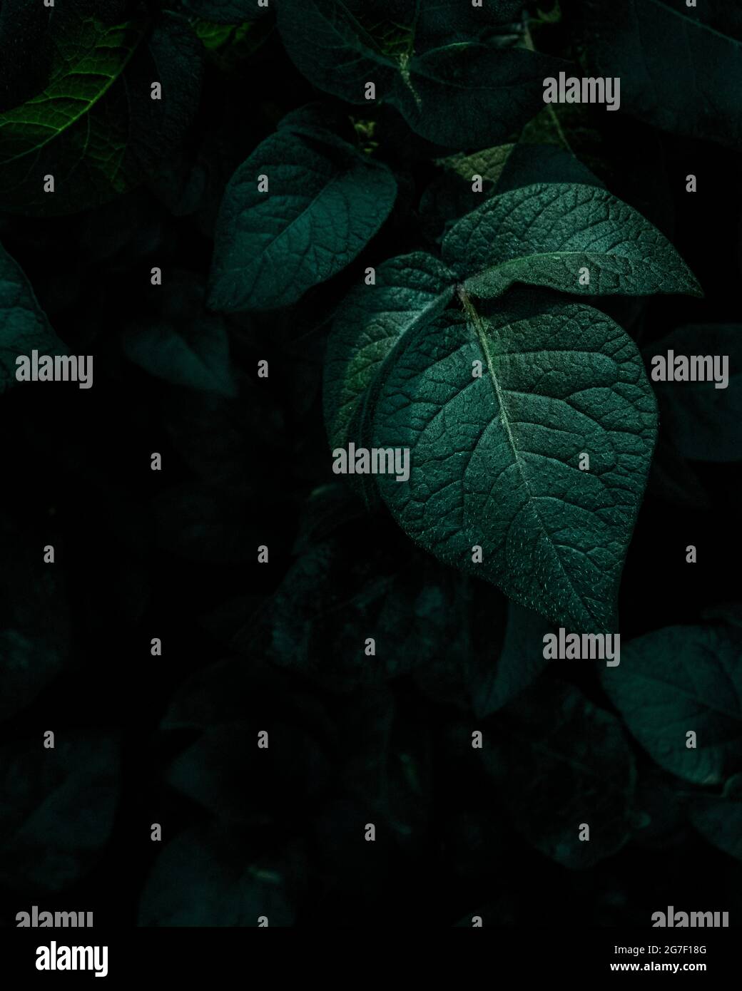 Lush green leaves of a potato plant in the spring Stock Photo