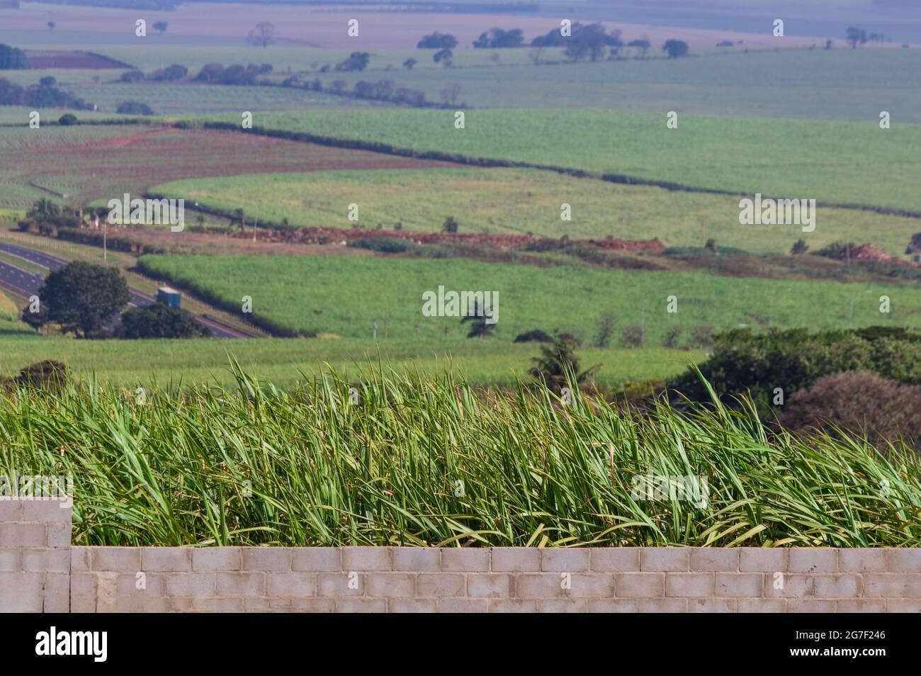 Sugar cane plantation and concrete wall. Urban exodus concept image. Stock Photo