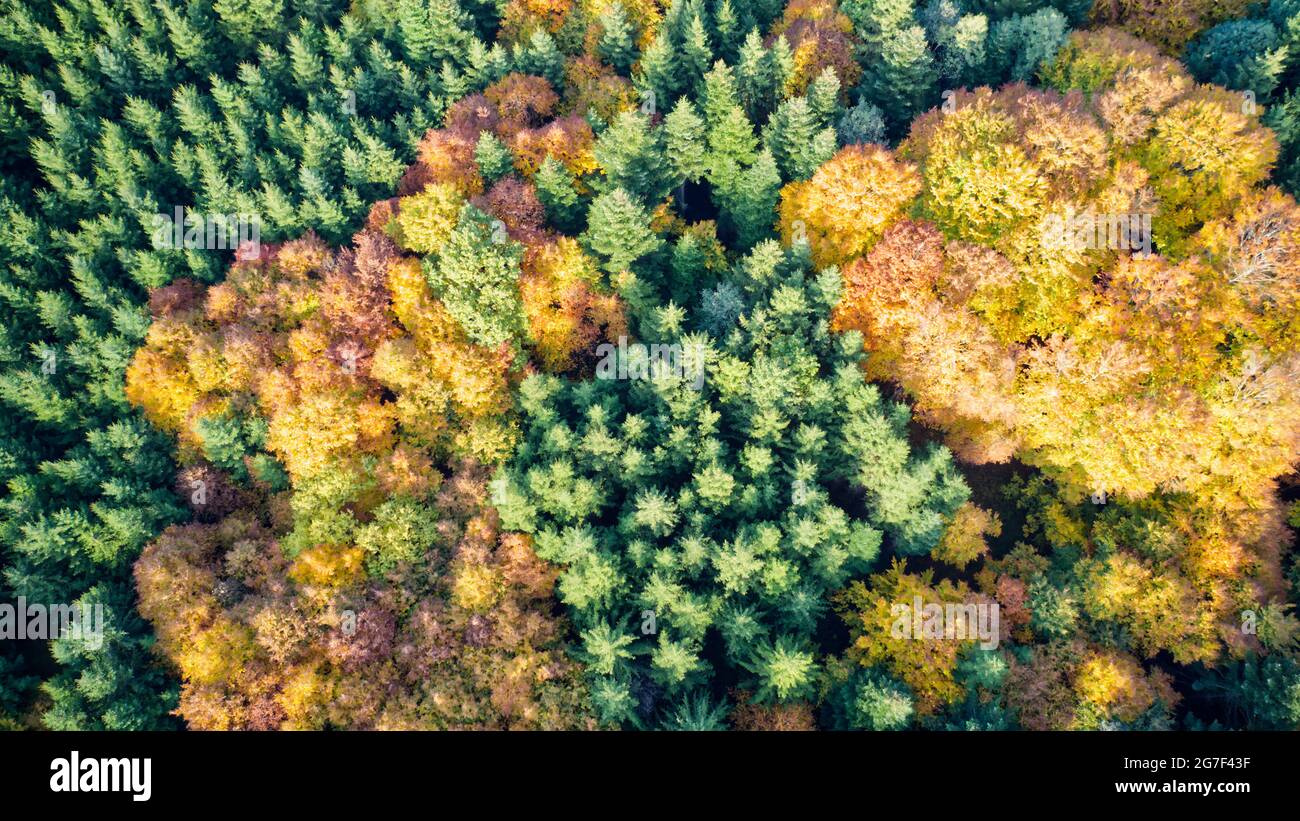Aerial view of the top of the golden fall forest Stock Photo - Alamy