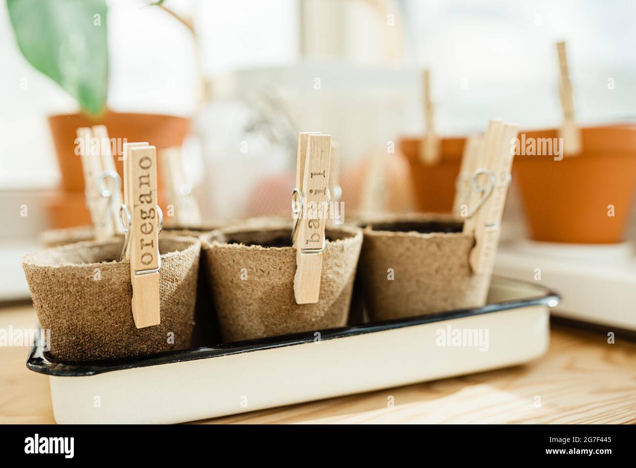 Planted herbs in peat pots Stock Photo Alamy