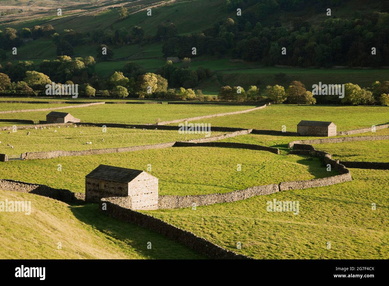 Dry stone walls and barns in Swaledale, Yorkshire Dales, UK Stock Photo ...