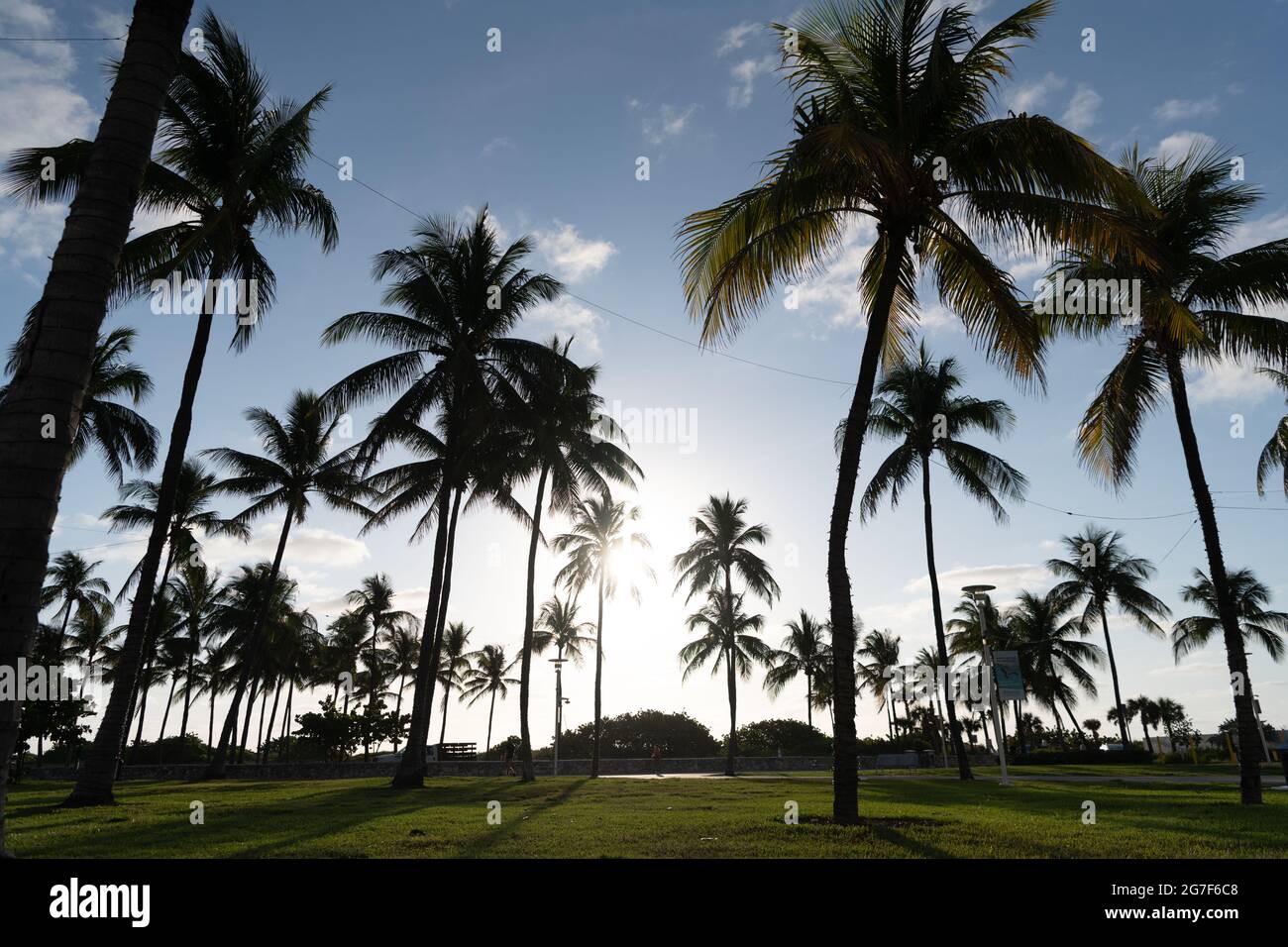 Miami, USA - April 15, 2021: coconut palm trees in Lummus park on Ocean Drive Florida Stock Photo