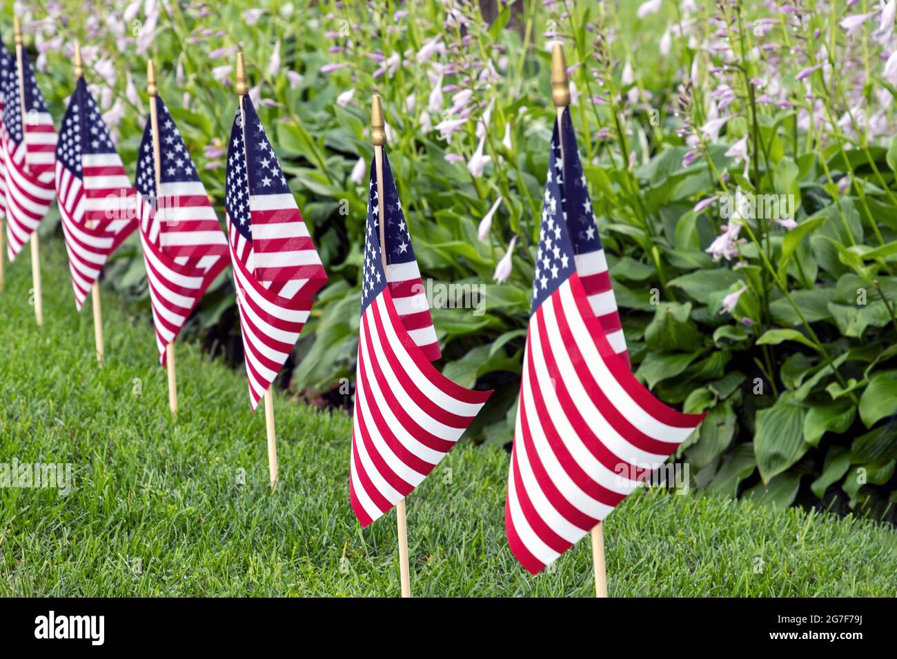 row of American flags in grass with hosta plants in background Stock Photo