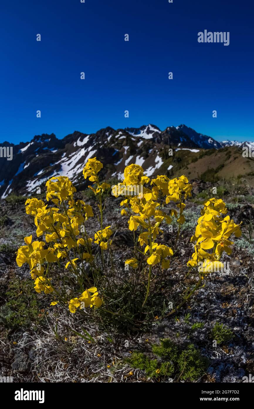 Sand-dwelling Wallflower, Erysimum arenicola, blooming  on a rocky ridge near Marmot Pass in the Buckhorn Wilderness, Olympic National Forest, Olympic Stock Photo