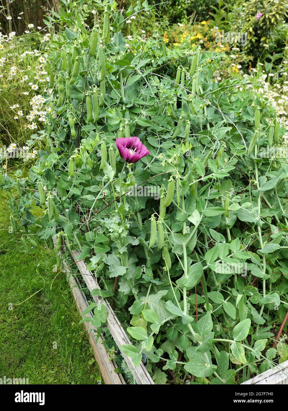 Poppies growing in with weeds hi-res stock photography and images - Alamy