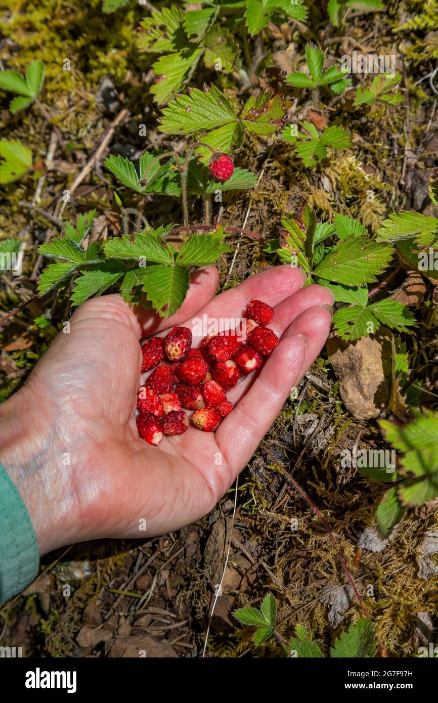 Picking Woodland Strawberries, Fragaria vesca, in the Buckhorn Wilderness, Olympic National