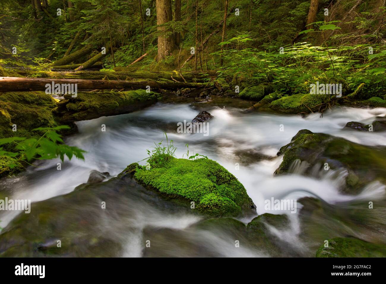 Big Quilcene River along the trail to Marmot Pass in the Buckhorn
