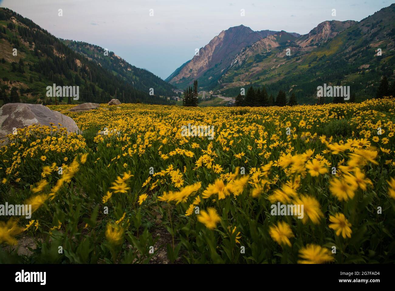 Yellow wildflowers blowing in the wind on a mountain hillside.  Beautiful wildflowers in the Albion Basin, Utah, are world renowned. Stock Photo