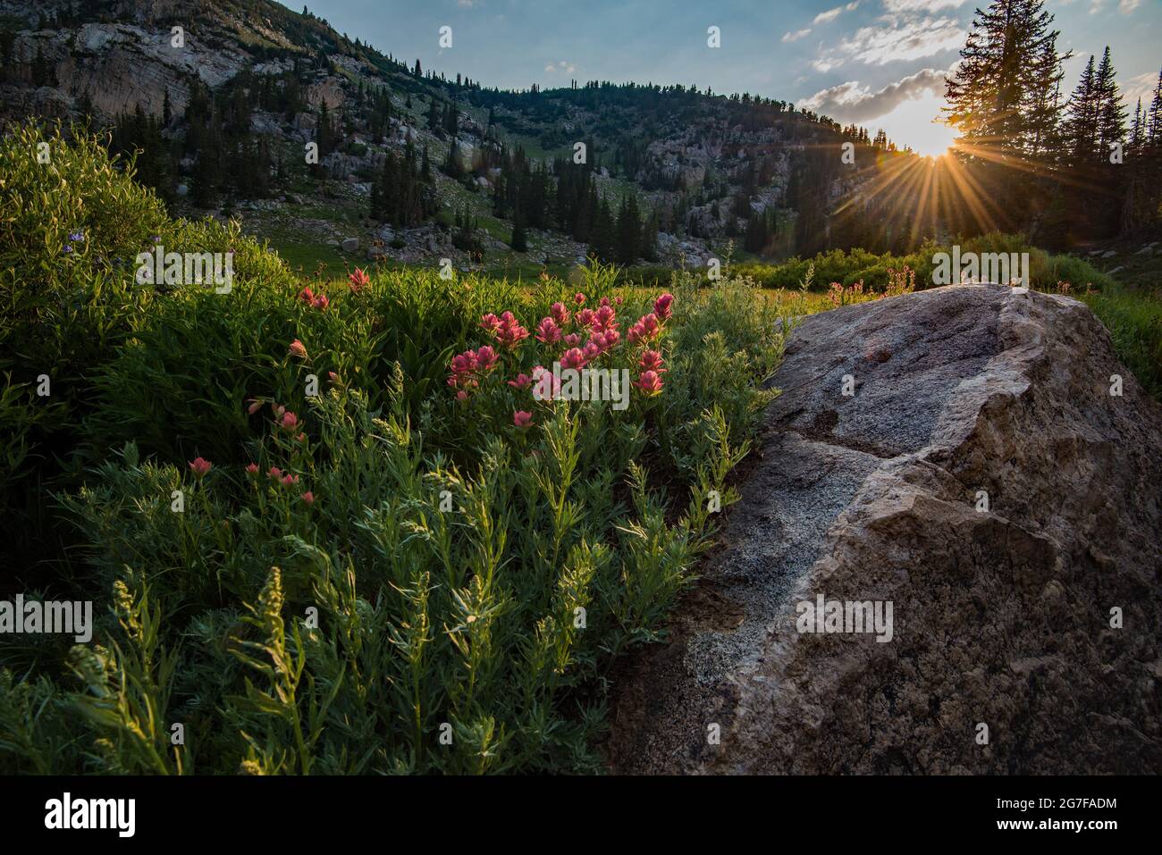Morning sunrise shining on wildflowers in a mountain meadow. Brightly colored Indian Paintbrush light up with suns morning rays. Stock Photo