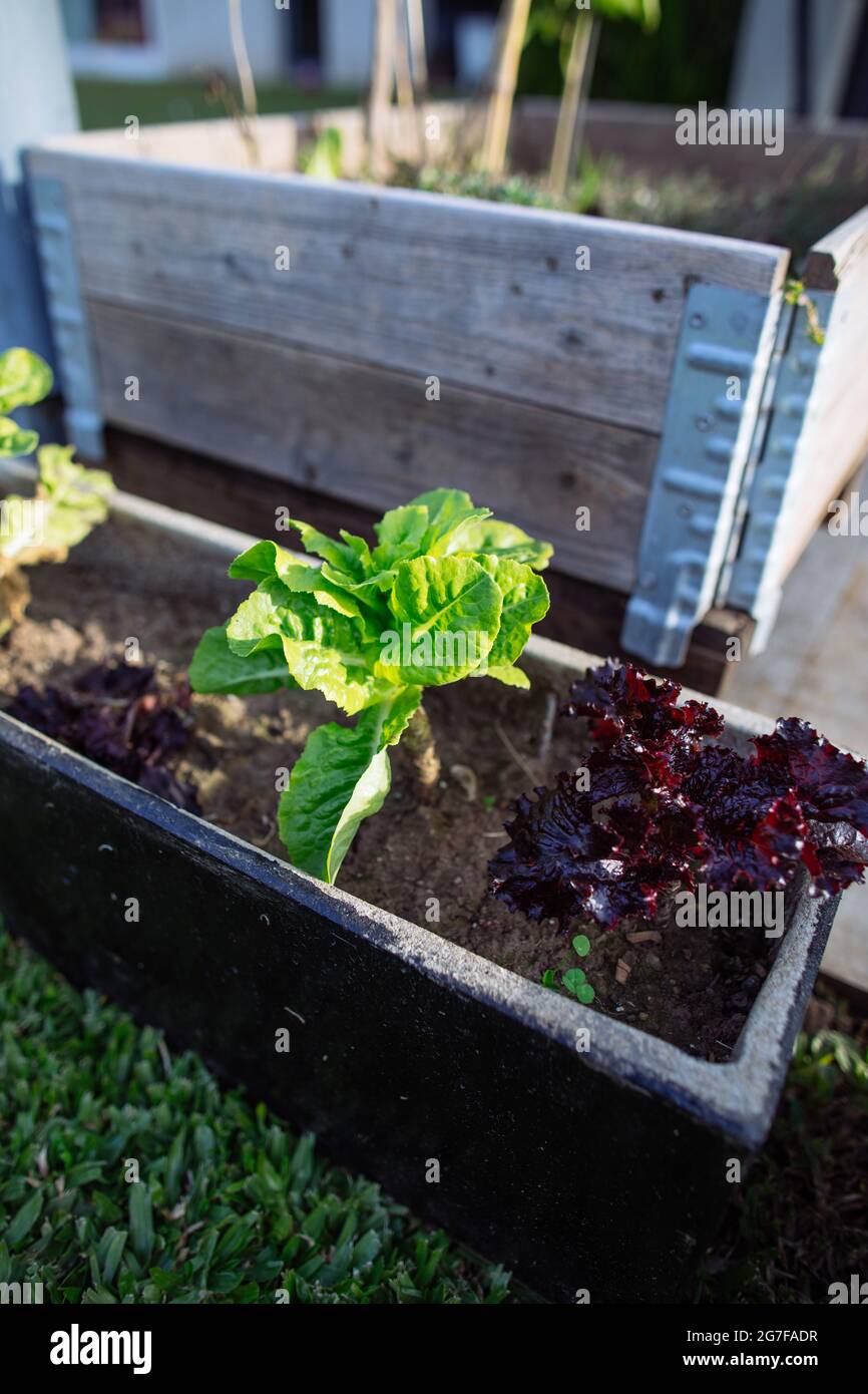 Small home vegetable plot with green and purple lettuce growing in a stonecutter in a backyard Stock Photo