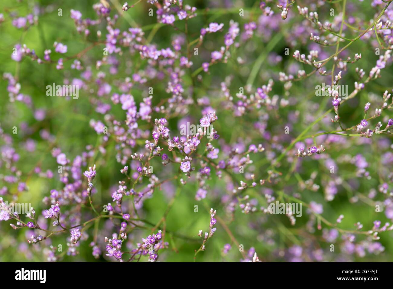 Limonium or limonium platyphyllum closeup. Summer floral background. Selective focus. Stock Photo