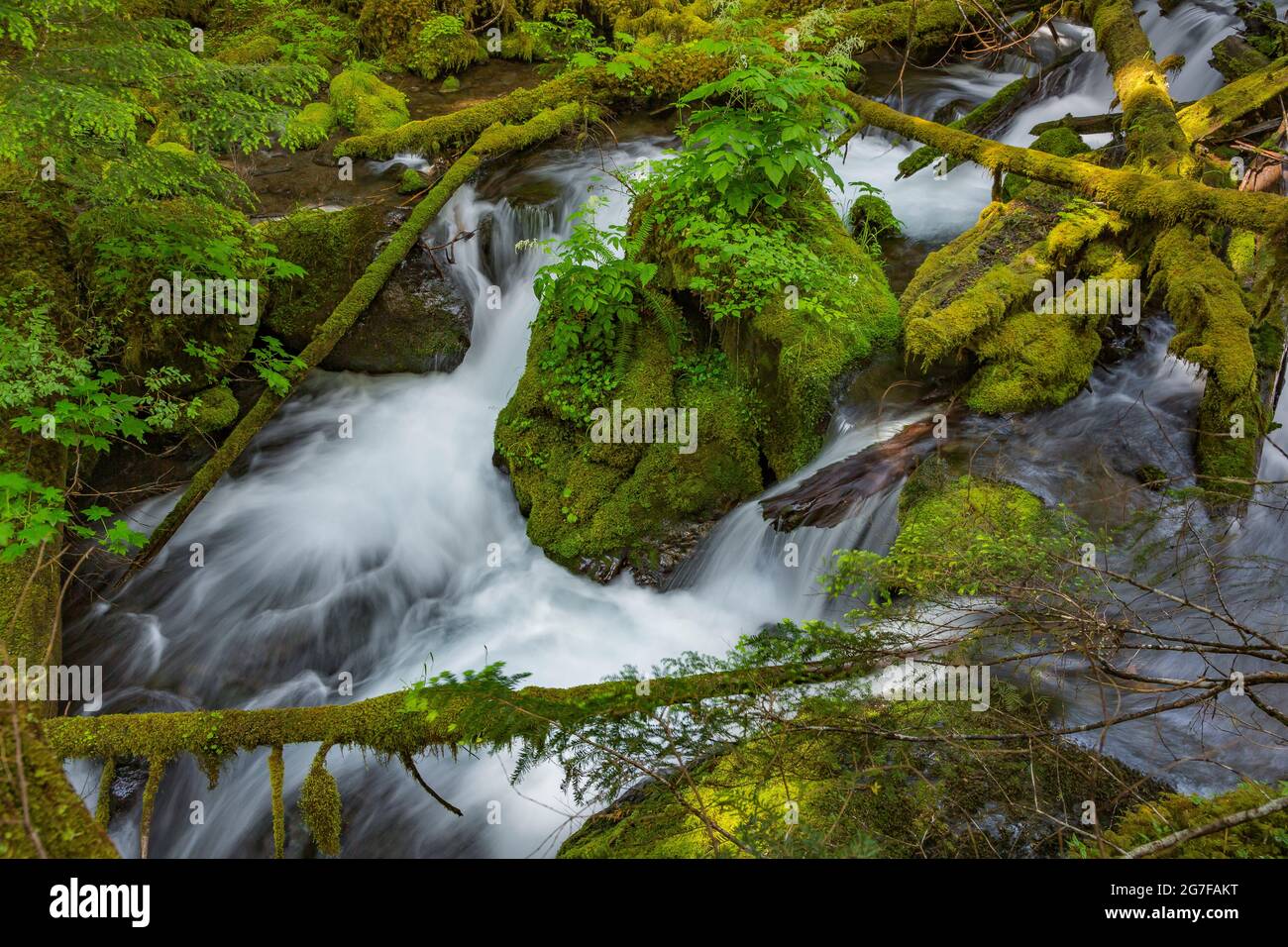 Big Quilcene River along the trail to Marmot Pass in the Buckhorn