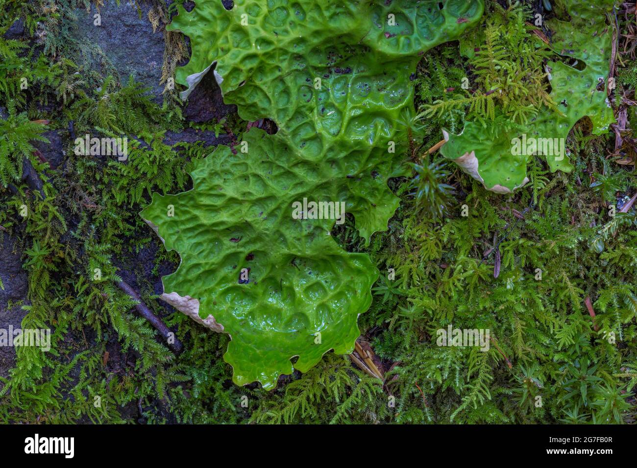 Tree Lungwort, Lobaria pulmonaria, in the Buckhorn Wilderness, Olympic National Forest, Olympic Mountains, Washington State, USA Stock Photo