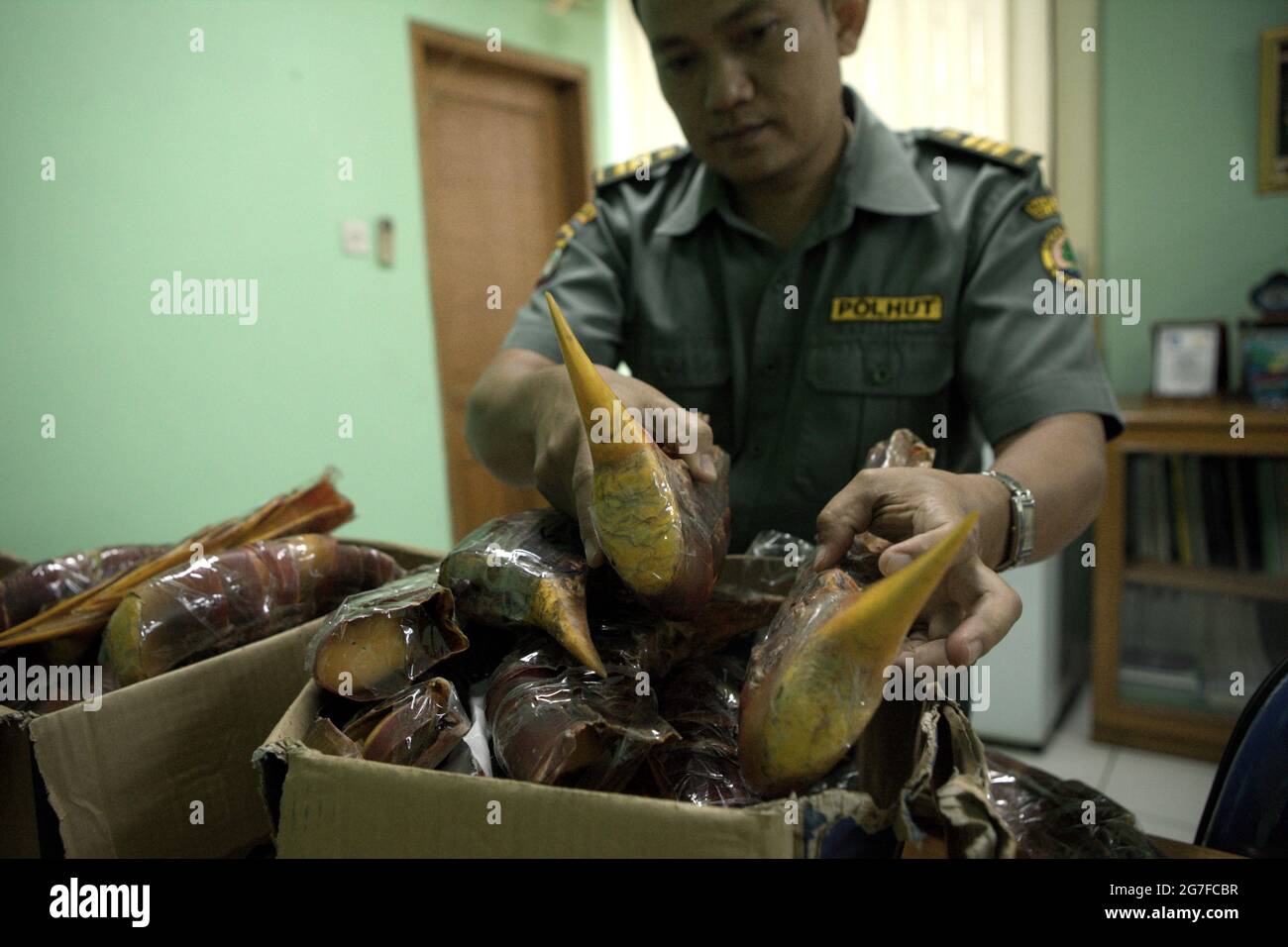 Jakarta, Indonesia. 1st July 2013. An of Indonesia's Nature Conservation Agency (BKSDA) is showing the beaks of that were seized from smuggled to China from Soekarno-Hatta International Airport