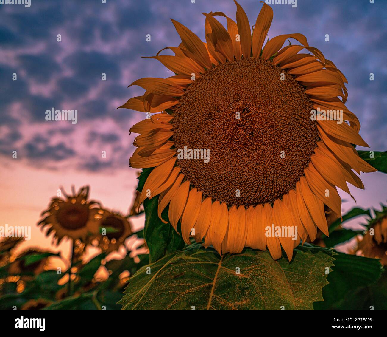 Sunflowers field sunset close hi-res stock photography and images - Alamy
