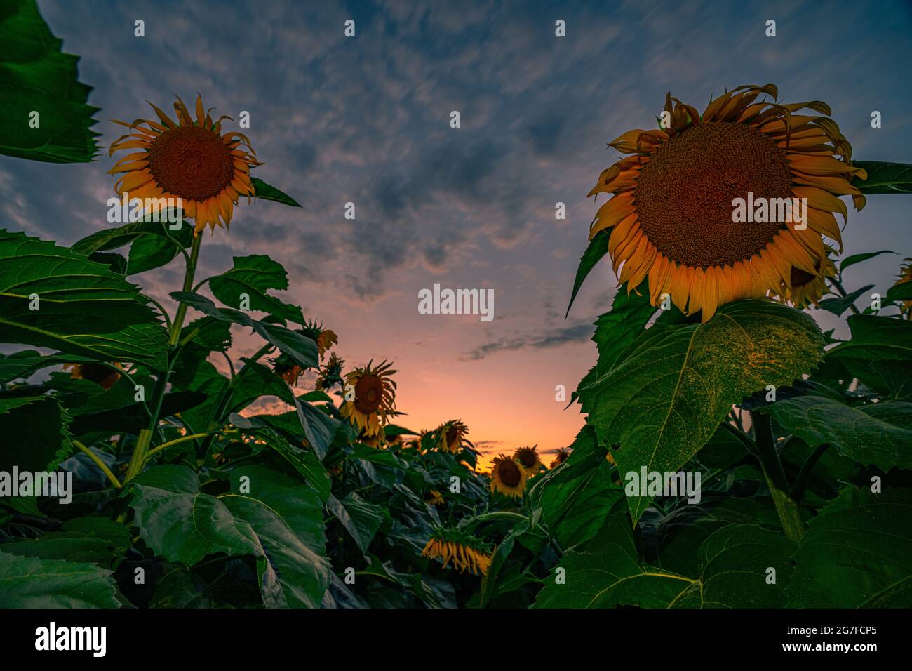 Sunflowers field sunset close hi-res stock photography and images - Alamy