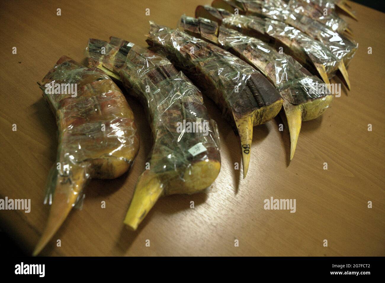 Jakarta, Indonesia. 1st July 2013. Beaks of hornbills that were seized from being smuggled to China from Jakarta's Soekarno-Hatta International Airport. Photographed at the office of Indonesia's Nature Conservation Agency (BKSDA) in Jakarta. Stock Photo