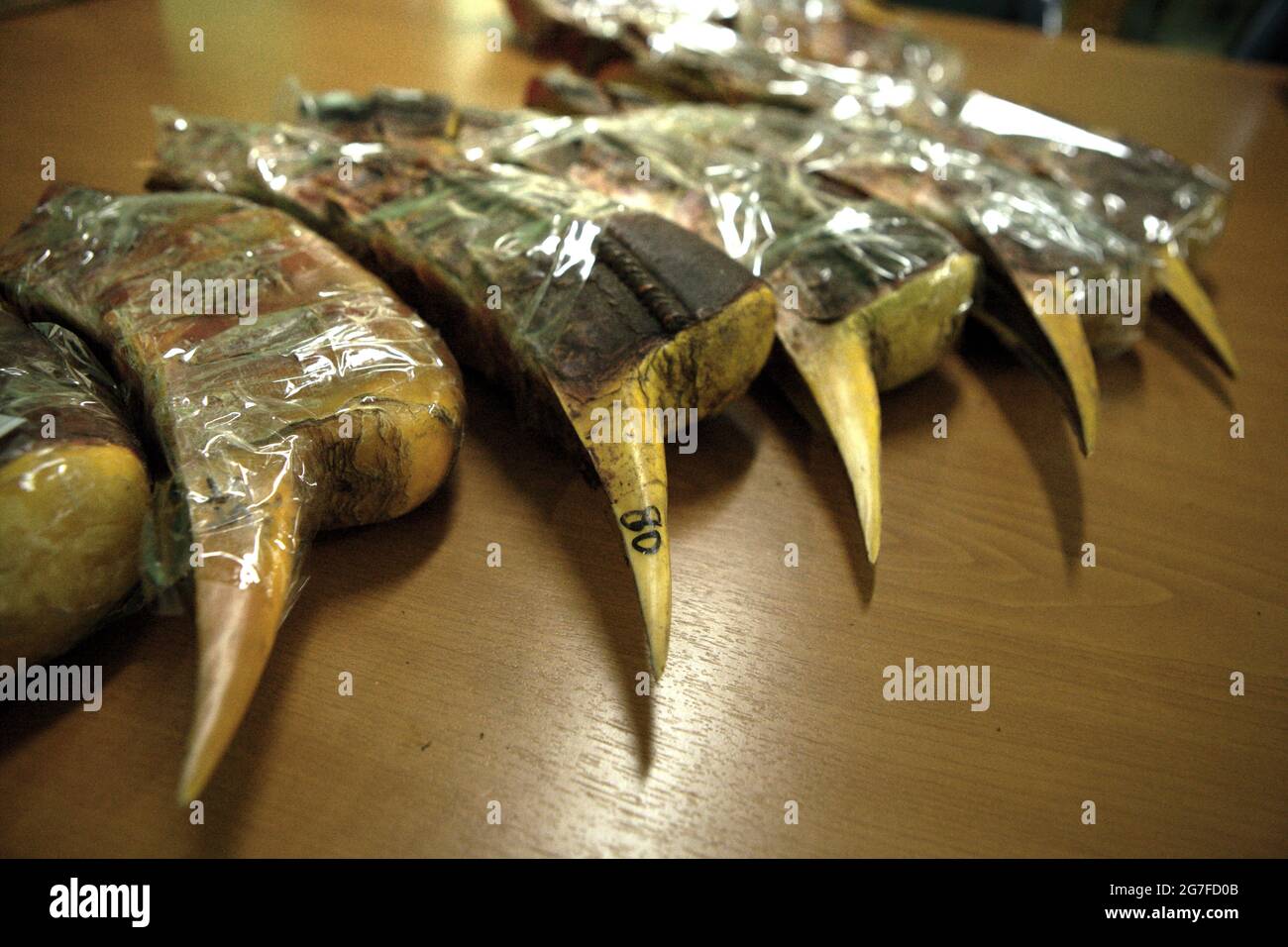 Jakarta, Indonesia. 1st July 2013. Beaks of hornbills that were seized from being smuggled to China from Jakarta's Soekarno-Hatta International Airport. Photographed at the office of Indonesia's Nature Conservation Agency (BKSDA) in Jakarta. Stock Photo