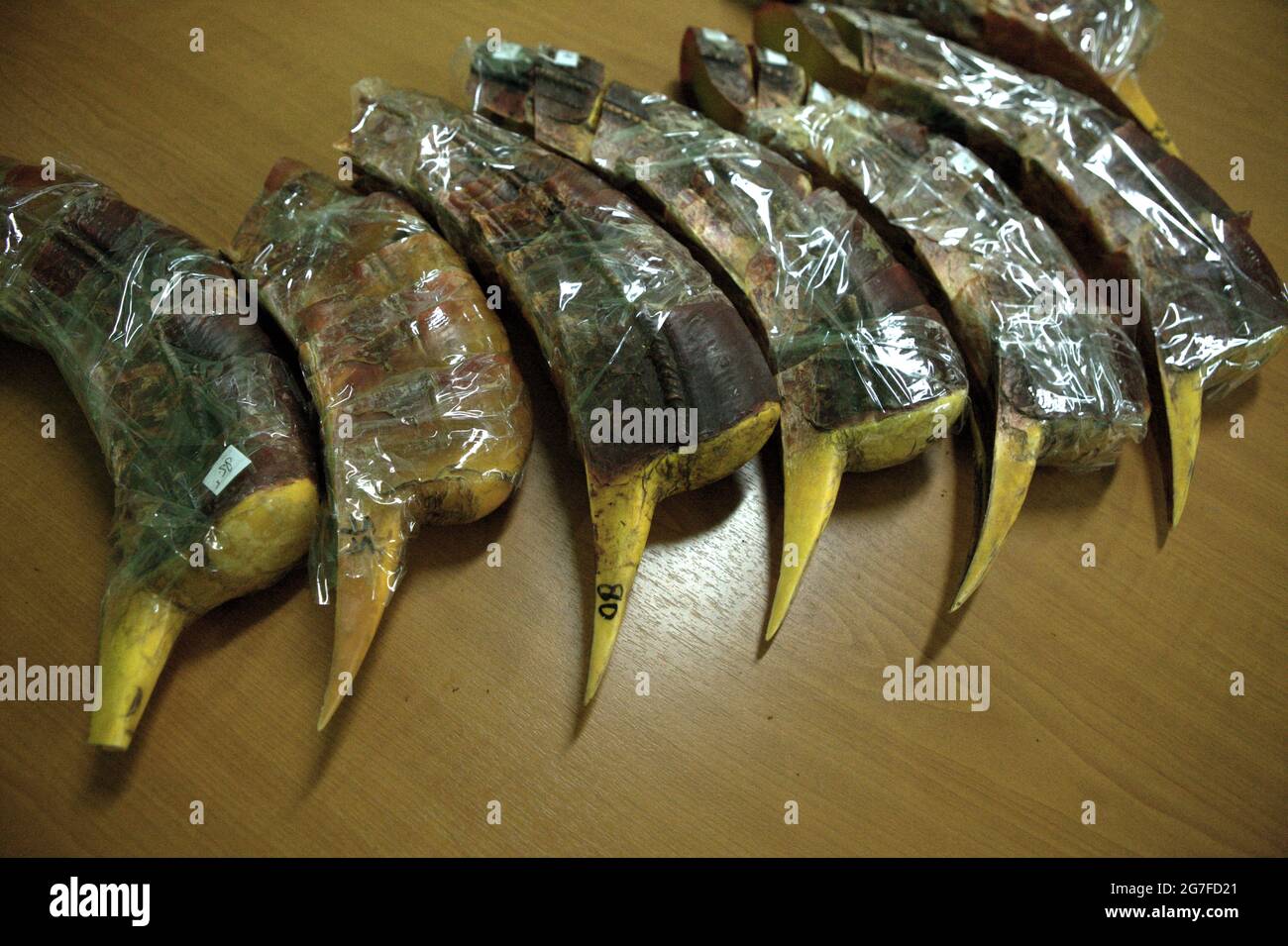 Jakarta, Indonesia. 1st July 2013. Beaks of hornbills that were seized from being smuggled to China from Jakarta's Soekarno-Hatta International Airport. Photographed at the office of Indonesia's Nature Conservation Agency (BKSDA) in Jakarta. Stock Photo