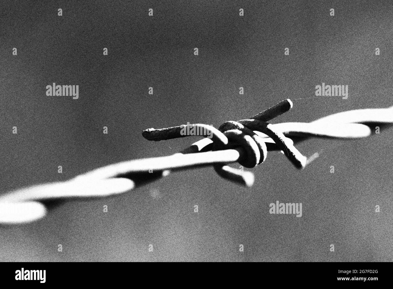 Grayscale shot of barbed wire Stock Photo Alamy