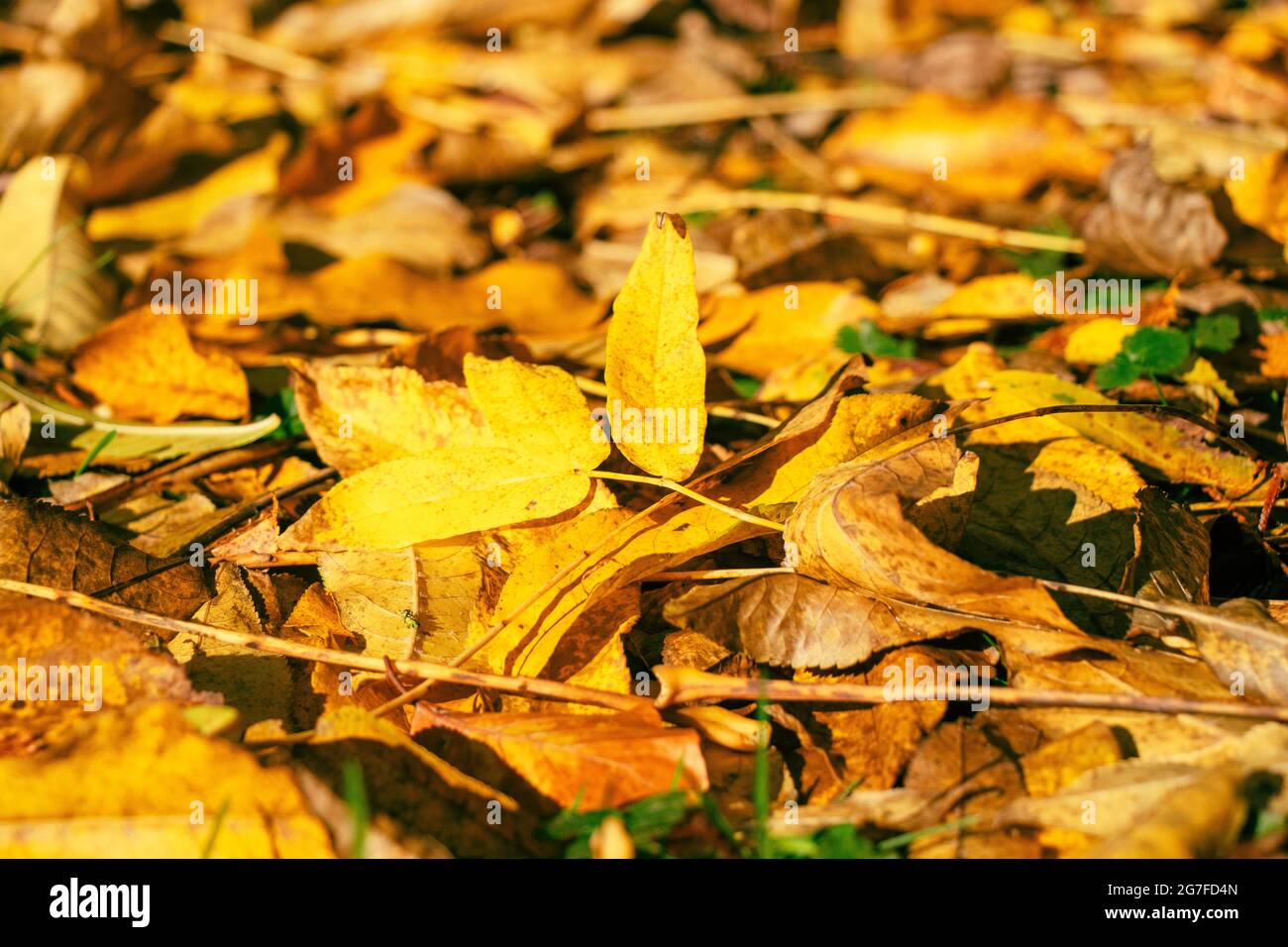 Closeup shot of autumn leaves Stock Photo - Alamy