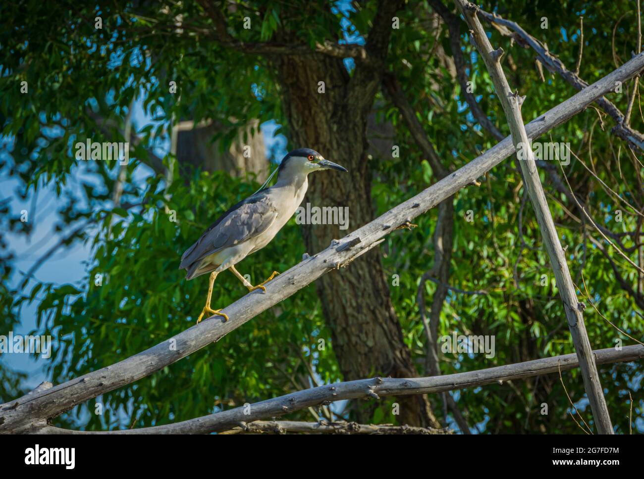 Black Crowned Night Heron (Nycticorax nycticorax) on dead branch of old Cottonwood tree in wetlands marsh, Castle Rock Colorado USA. Photo taken July. Stock Photo