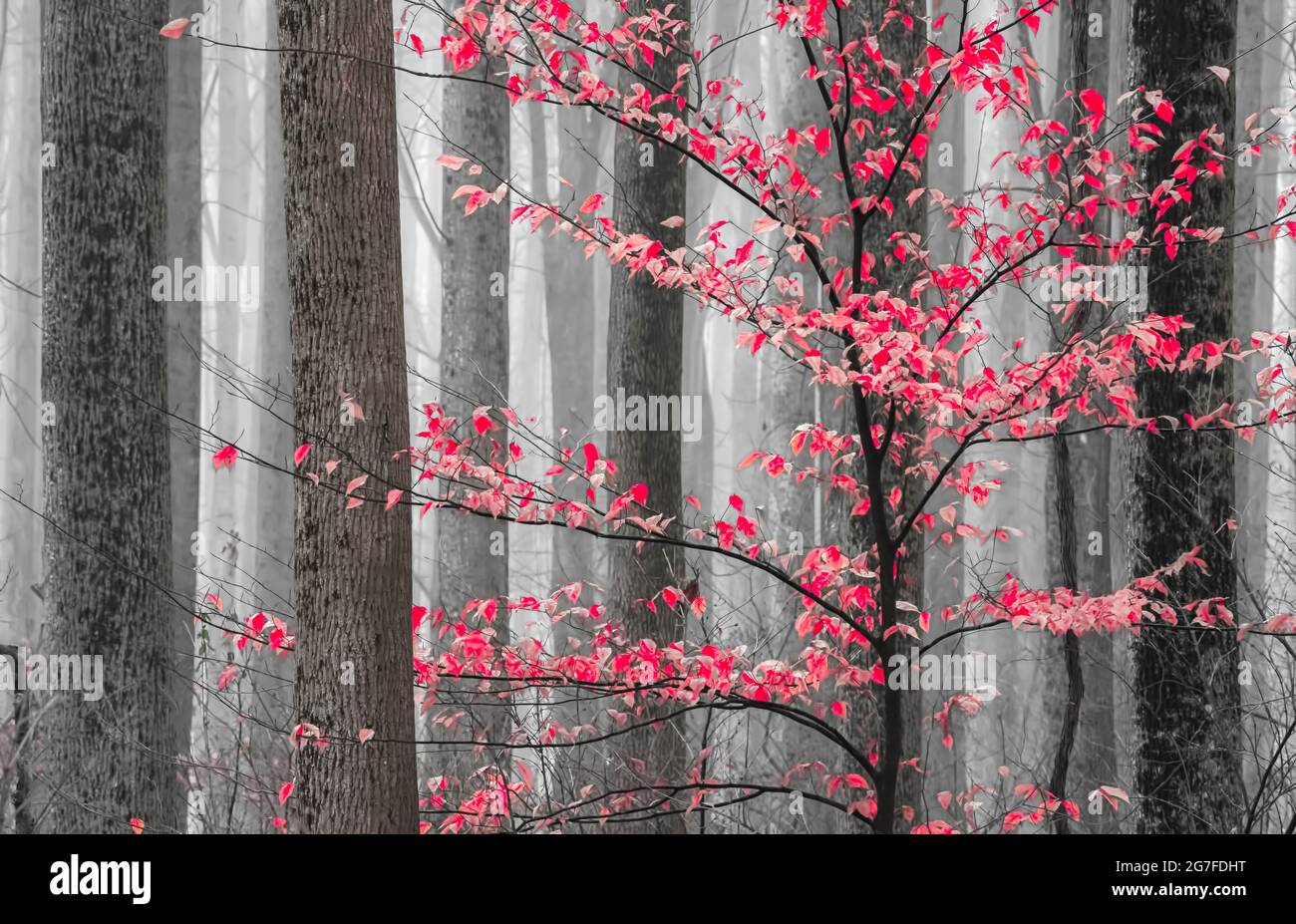 Winter In the Forest Stock Photo - Alamy