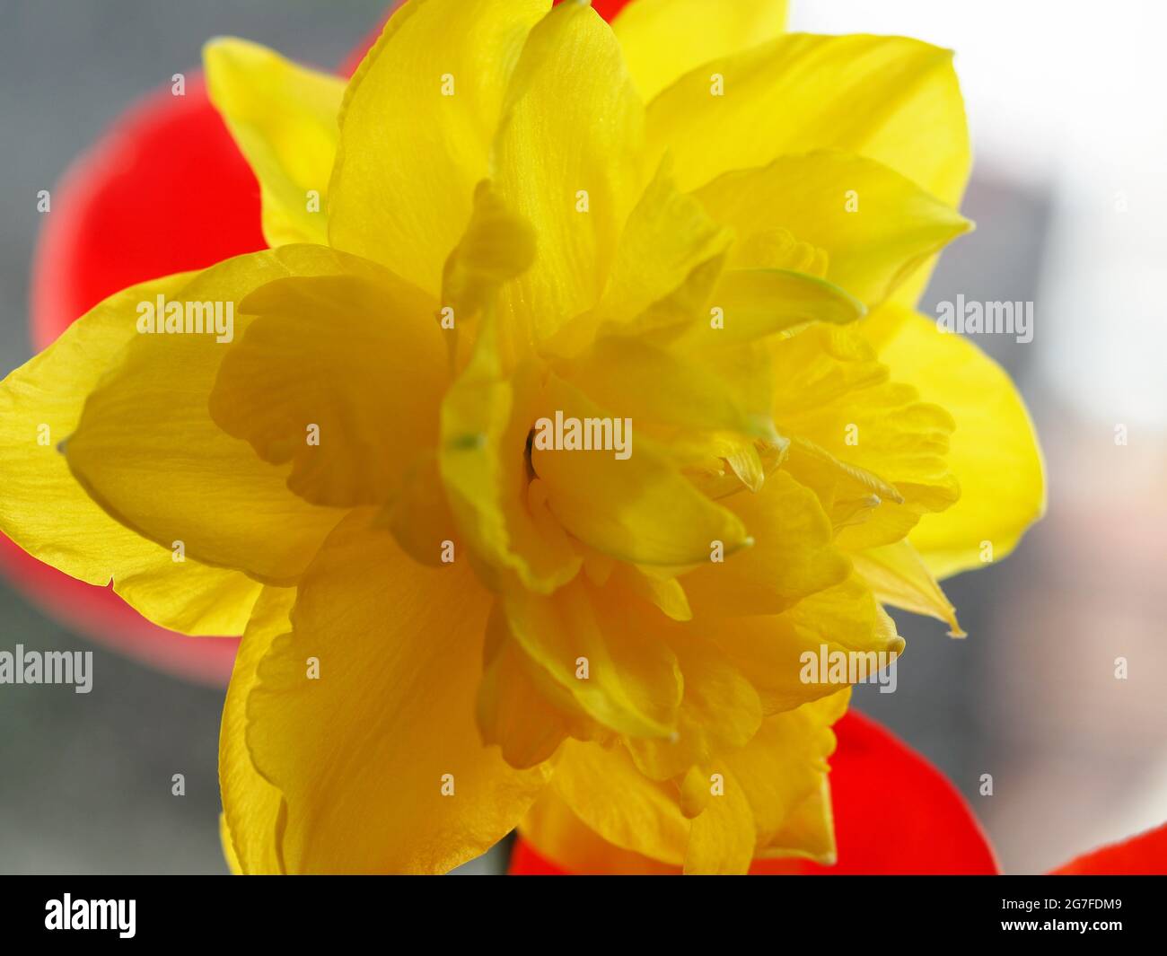 Double Daffodil Close Up Stock Photo