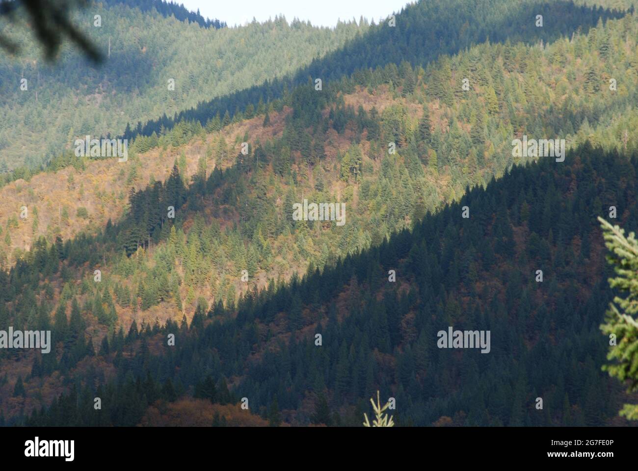California forestland in the Shasta National Forest Stock Photo