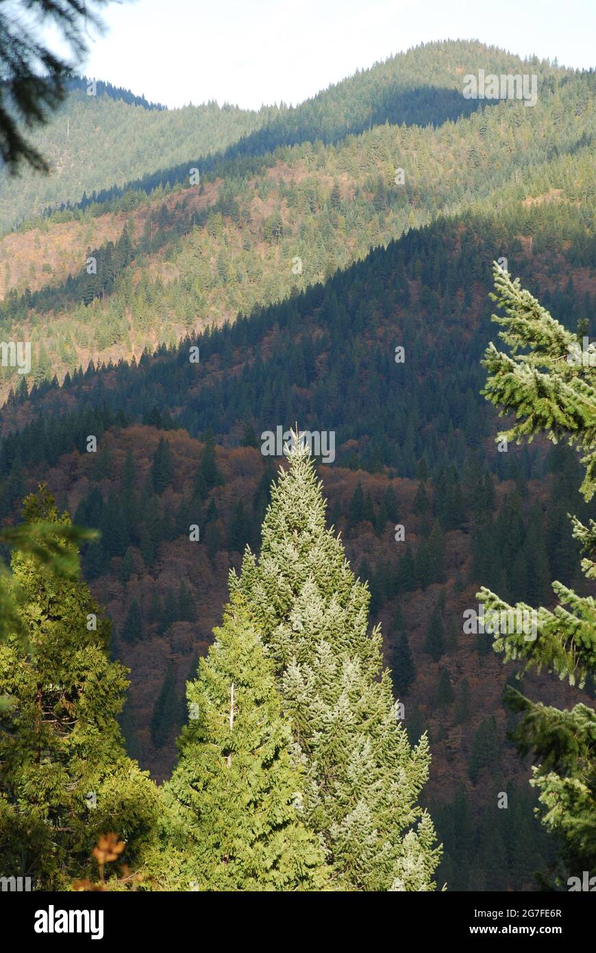 California forestland in the Shasta National Forest Stock Photo