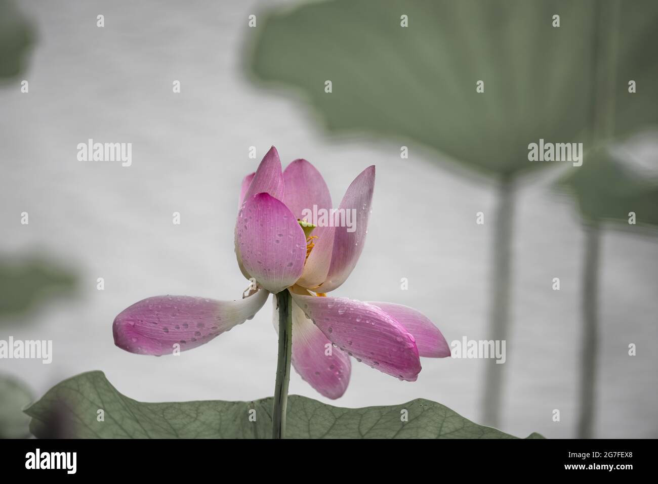 Lotus pond in rain hi-res stock photography and images - Alamy