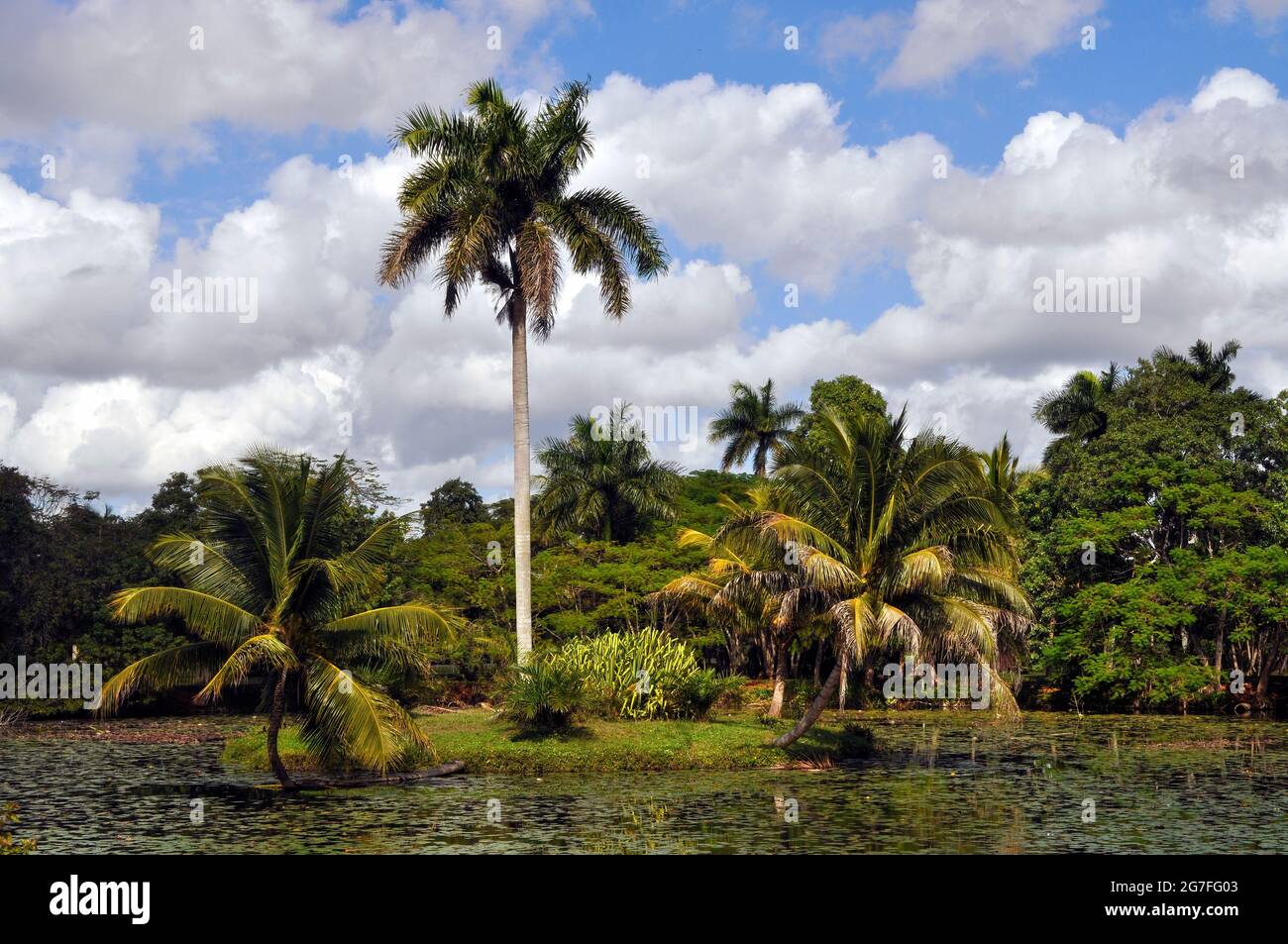Shot of a natural landscape with palms Stock Photo - Alamy