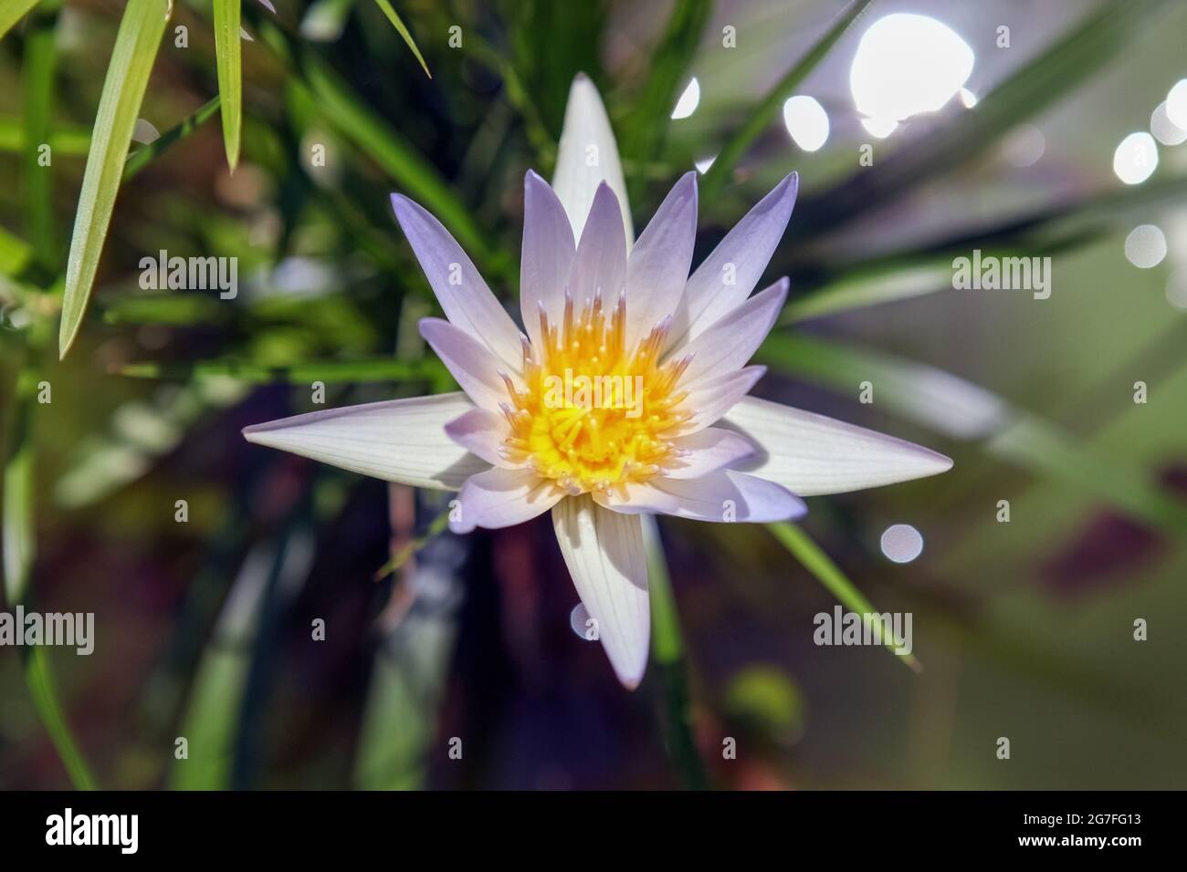 Beautiful close up shot bright hi-res stock photography and images - Alamy