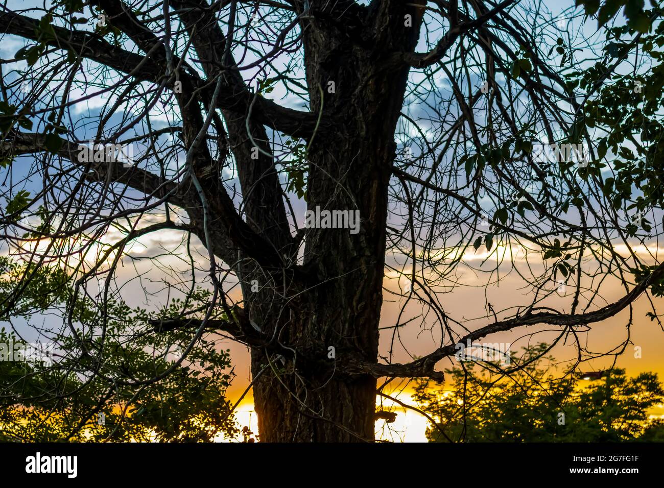 The sun sets directly behind a large tree Stock Photo