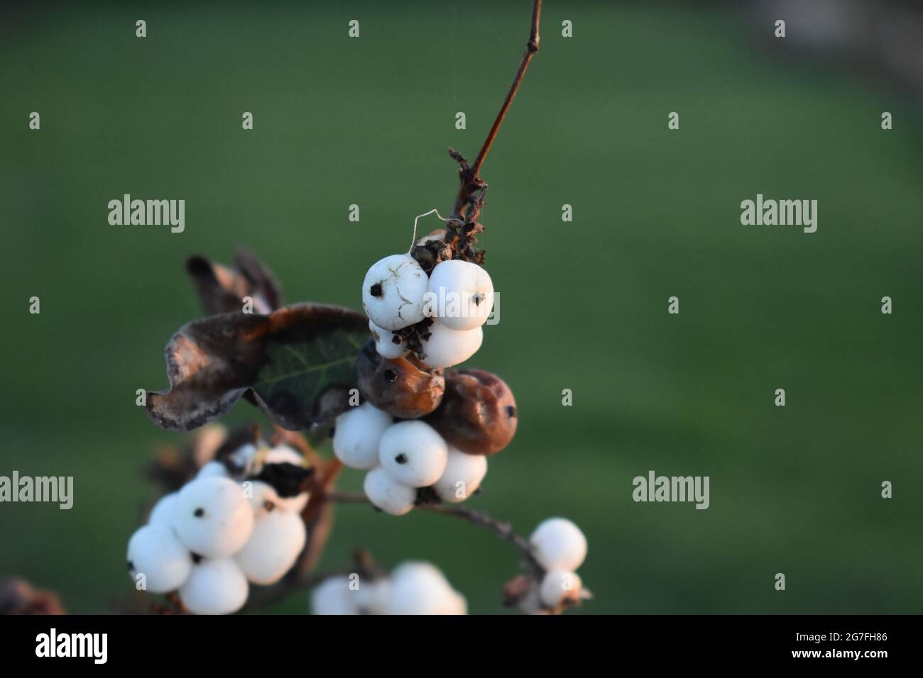 Closeup of beautiful white snowberry plants, commonly known as symphoricarpos on a blurry background Stock Photo