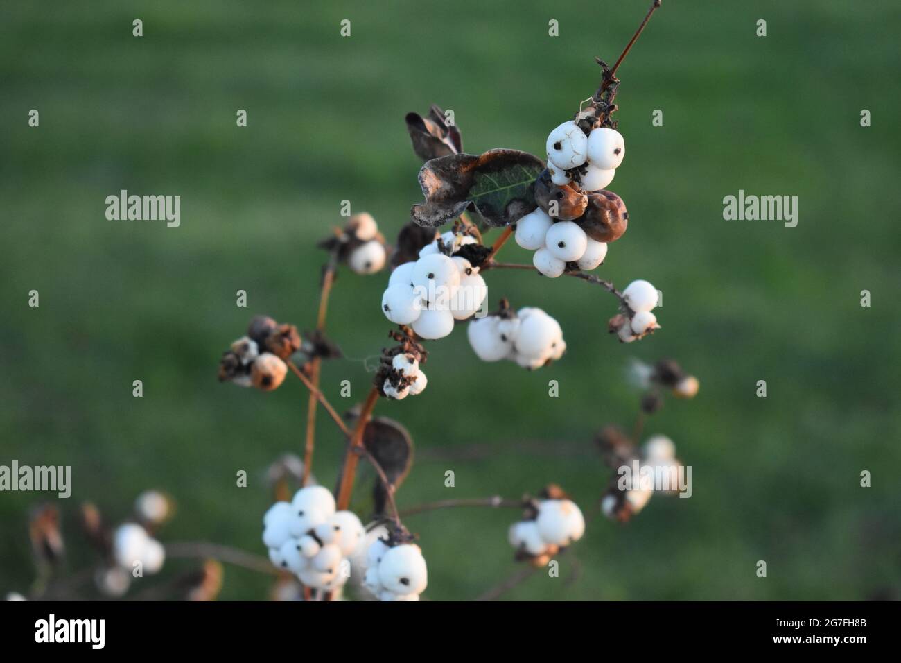 Closeup of the beautiful snowberry plant, aka symphoricarpos, in front of a blurry grass background Stock Photo