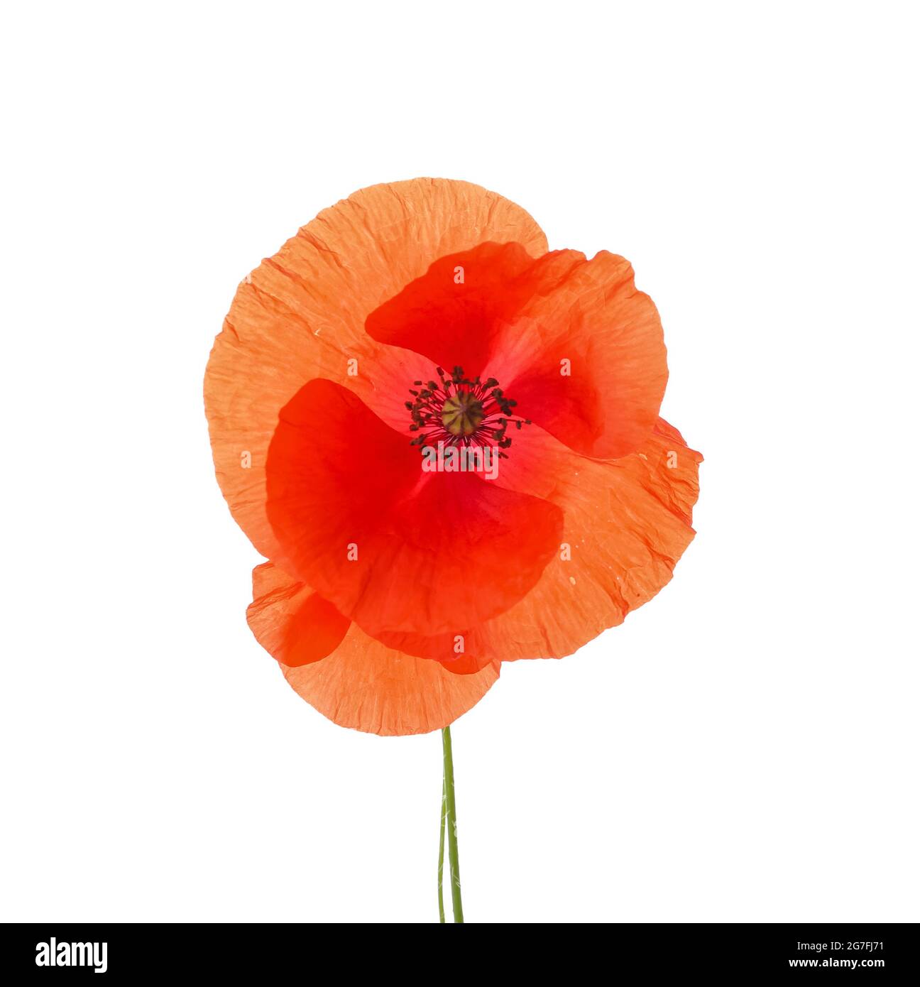 Beautiful red poppy flower on white background Stock Photo - Alamy