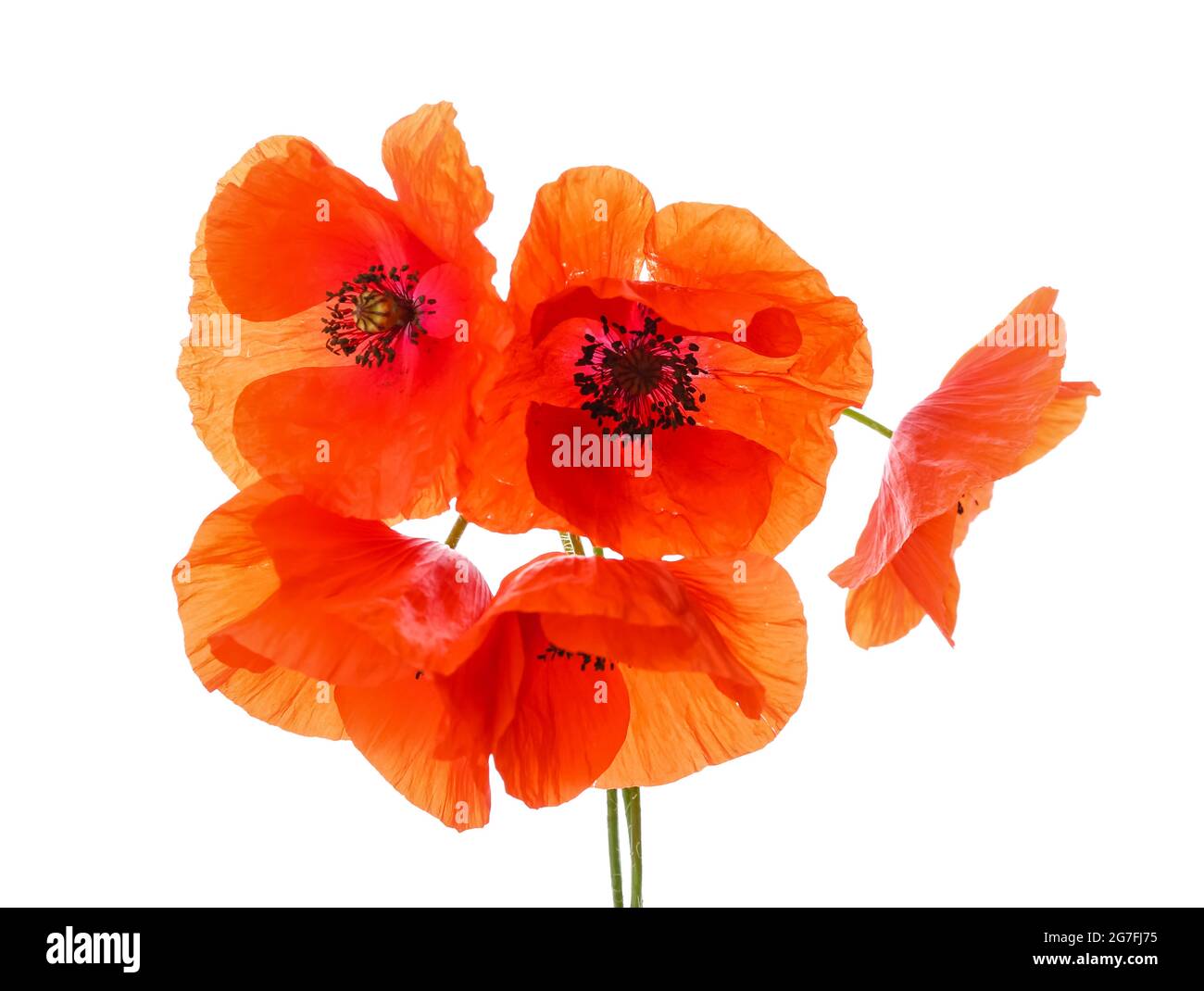 Beautiful red poppy flowers on white background Stock Photo - Alamy