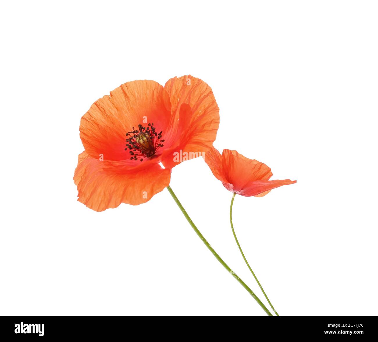 Beautiful red poppy flowers on white background Stock Photo - Alamy