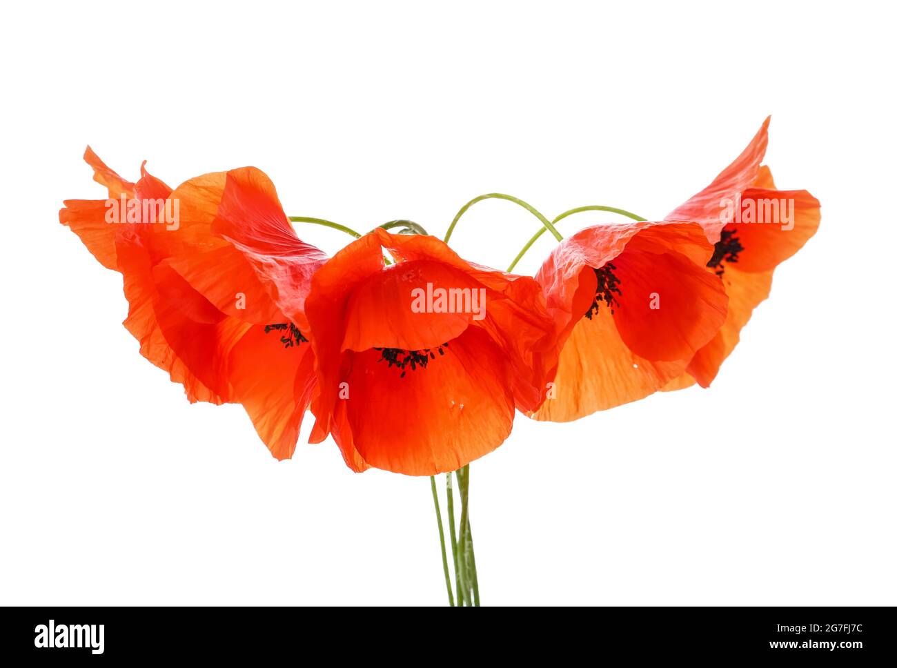 Beautiful red poppy flowers on white background Stock Photo - Alamy