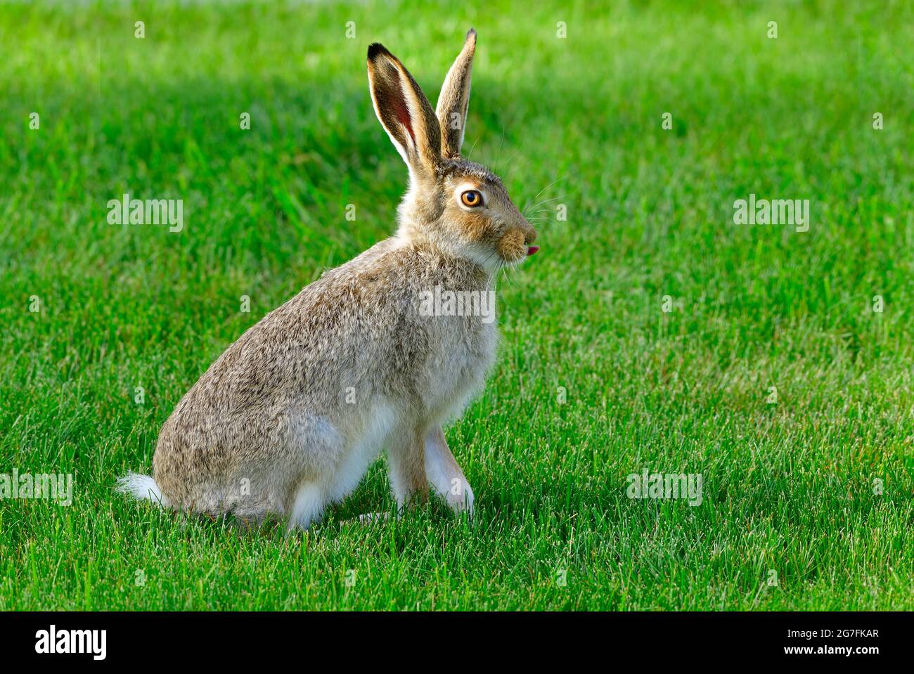 A wild white-tailed jack rabbit (Lepus townsendii) sitting on a fresh cut lawn in an urban setting in Alberta Canada. Stock Photo