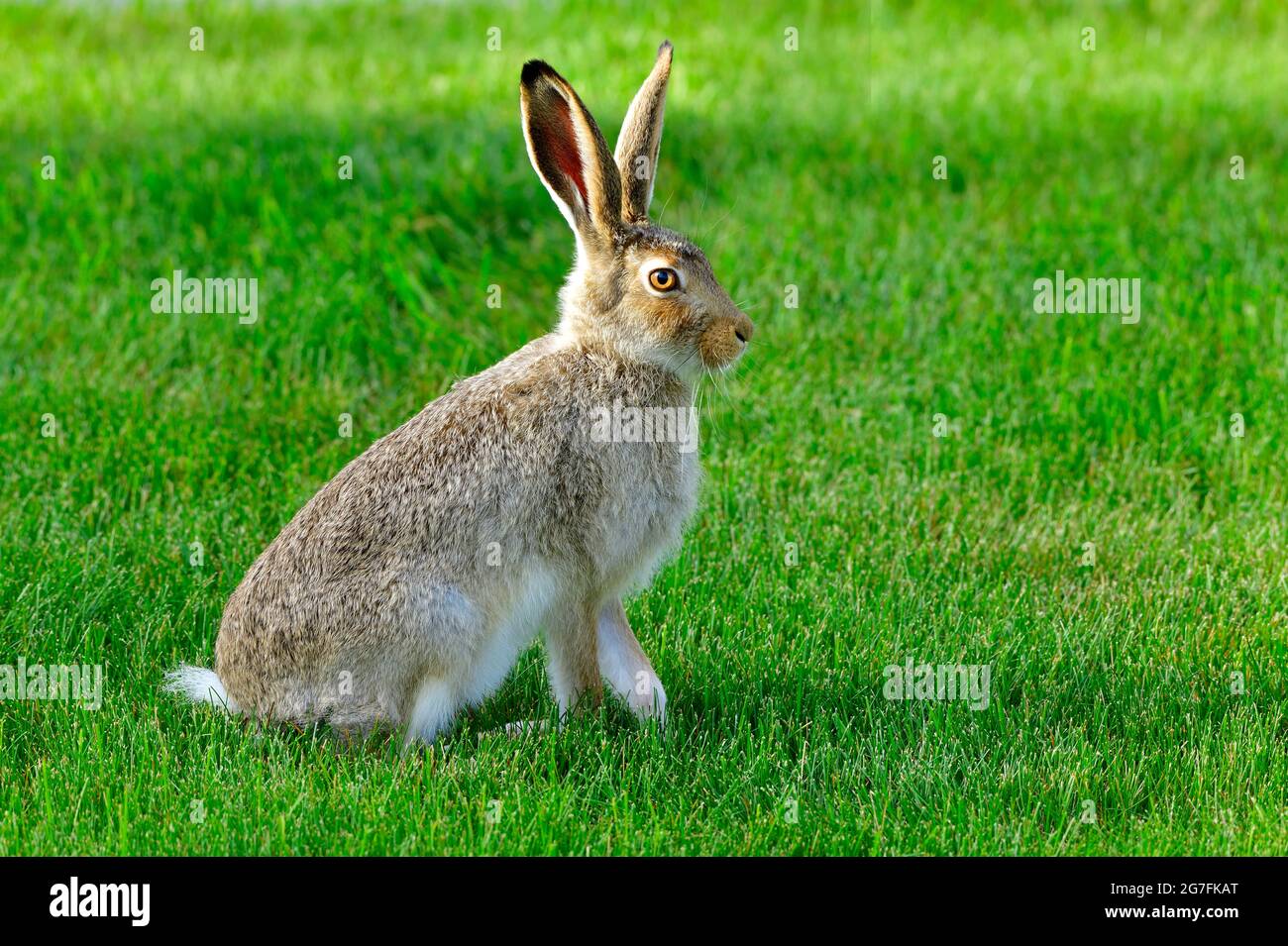 A wild white-tailed jack rabbit (Lepus townsendii) sitting on a fresh cut lawn in an urban setting in Alberta Canada. Stock Photo