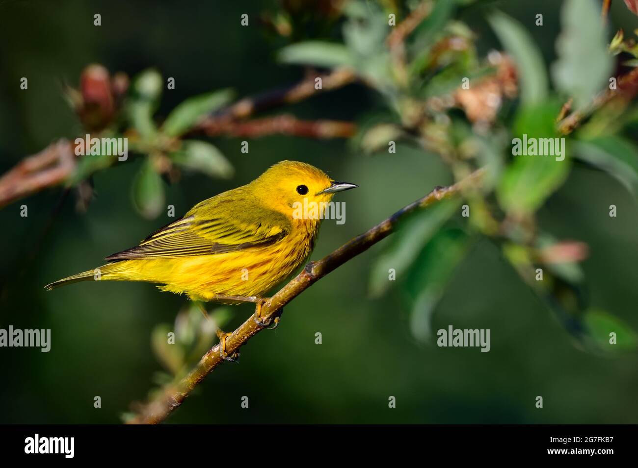 A Yellow Warbler ' Dendroica petechia', perched on a willow branch in rural Alberta Canada. Stock Photo