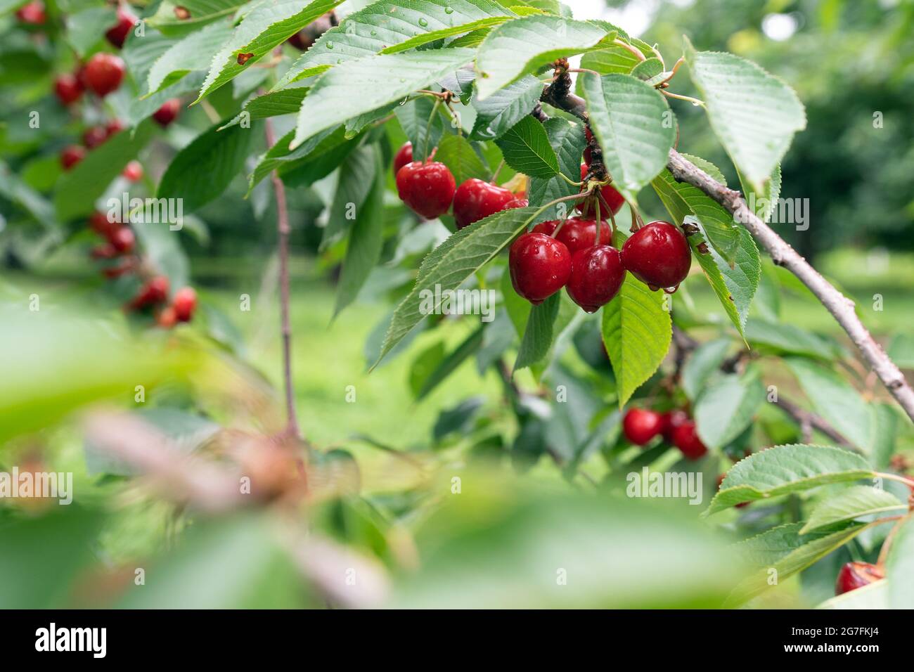 Cherry tree with ripe cherries in the garden Stock Photo Alamy